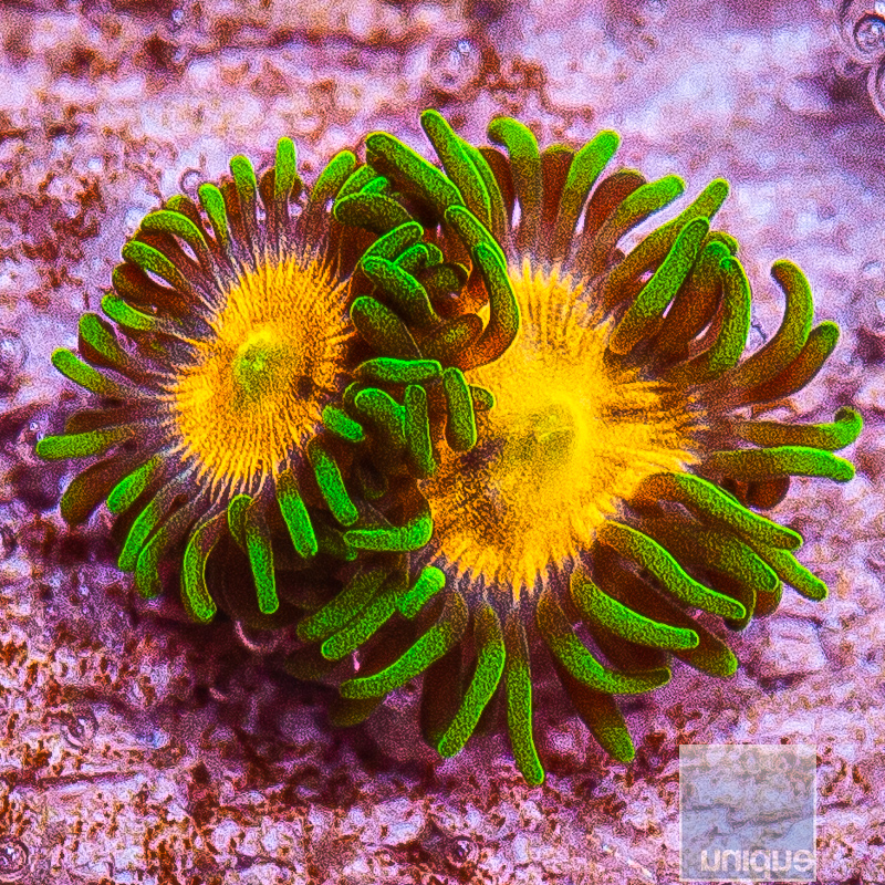 JC-Laser Lemon Zoanthid 22 10.JPG