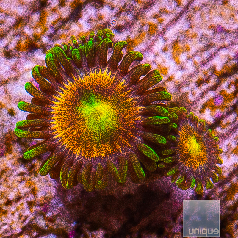 jc-Laser Lemon Zoanthid 29 10.JPG