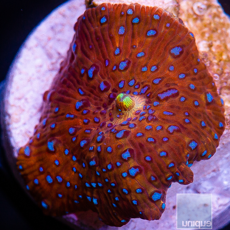 jc-Lava Lamp Mushroom 32 10.JPG