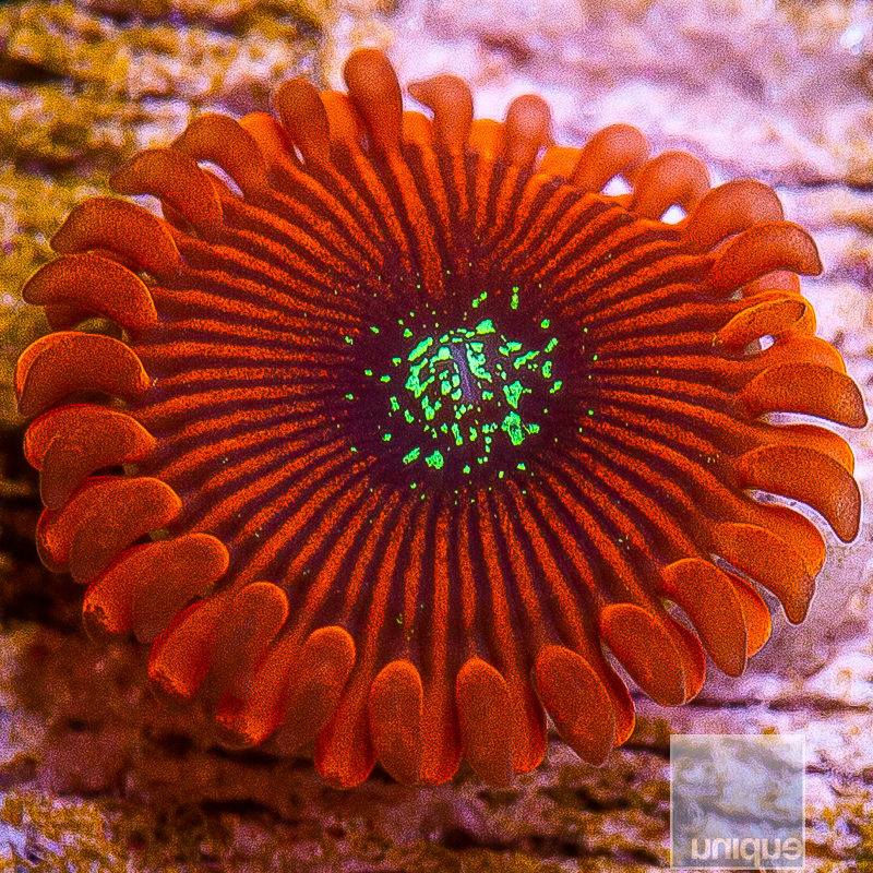 jc-Magician Zoa 10 5.JPG