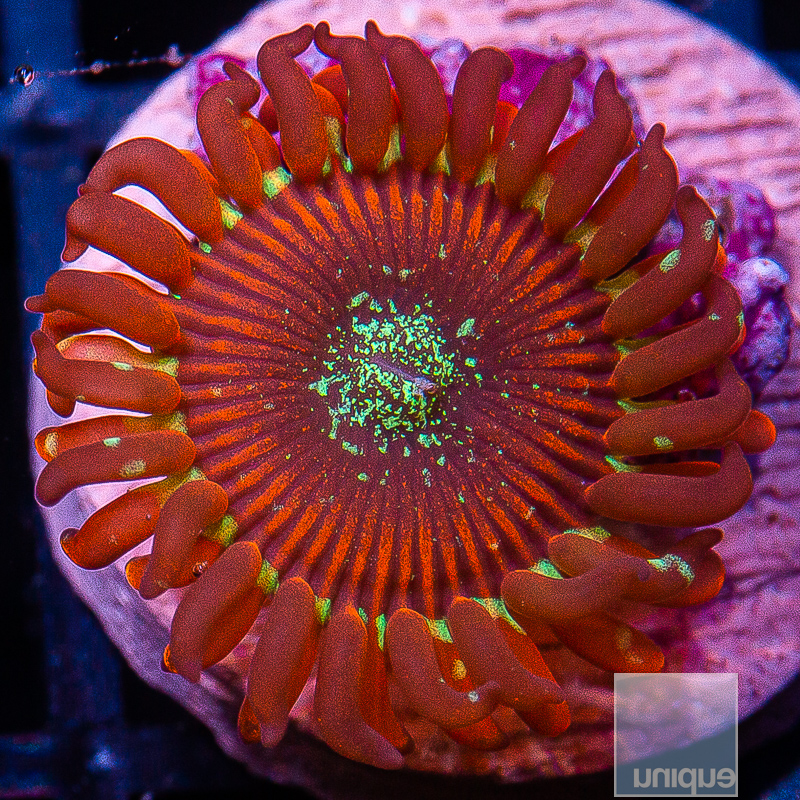 jc-Magician Zoanthid 10 5.JPG