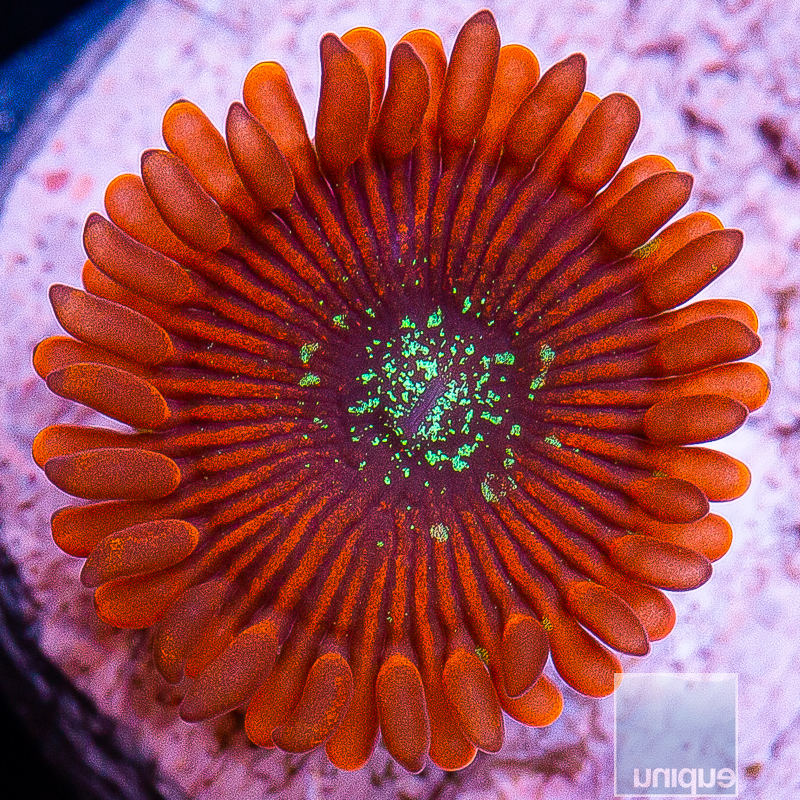 JC-Magician Zoanthid 15 5 (1).JPG