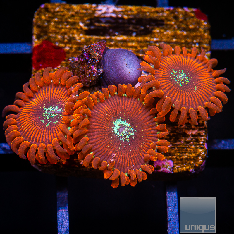 jc-Magician Zoanthid 39 18.JPG