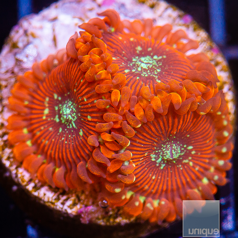 JC-Magician Zoanthid 45 22.JPG