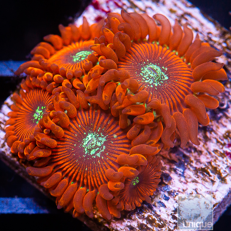 JC-Magician Zoanthid 59 26.JPG