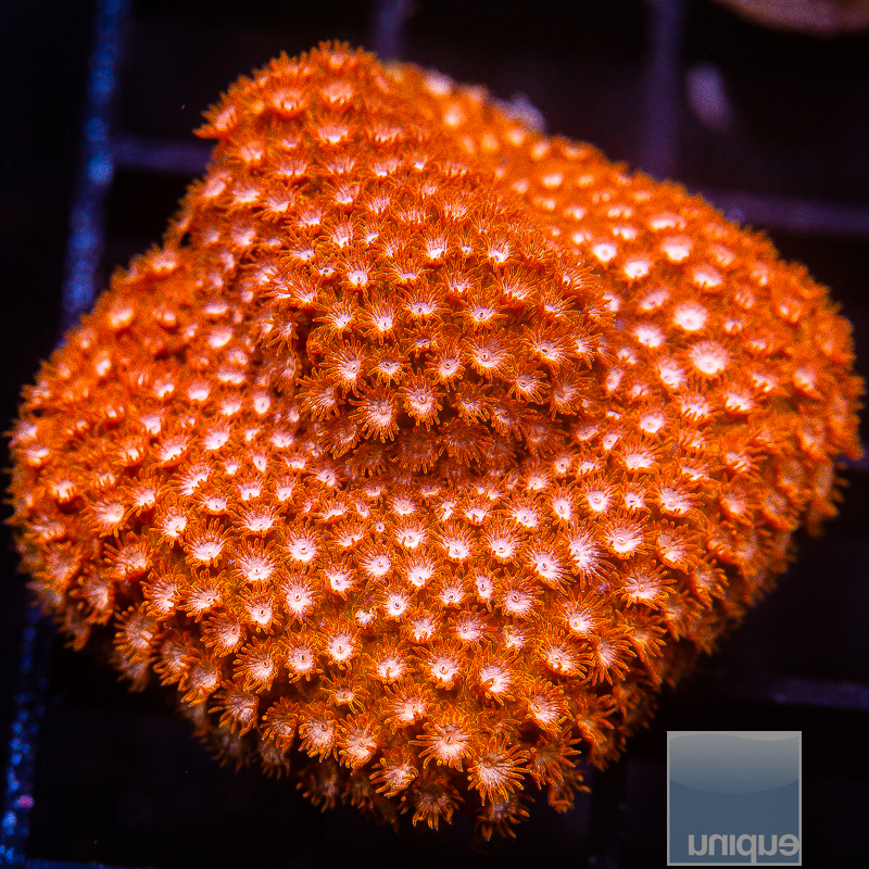 JC-Metallic Orange Cyphastrea Chunk 79 35.JPG