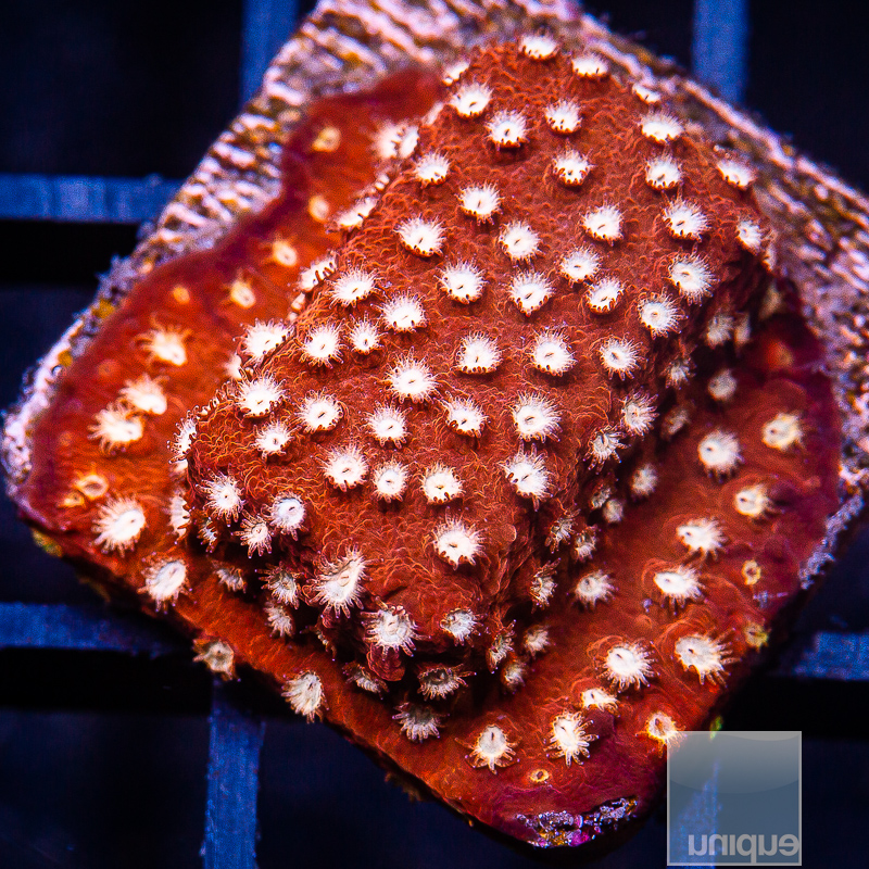 jc-Metallic Red Cyphastrea 59 20.JPG