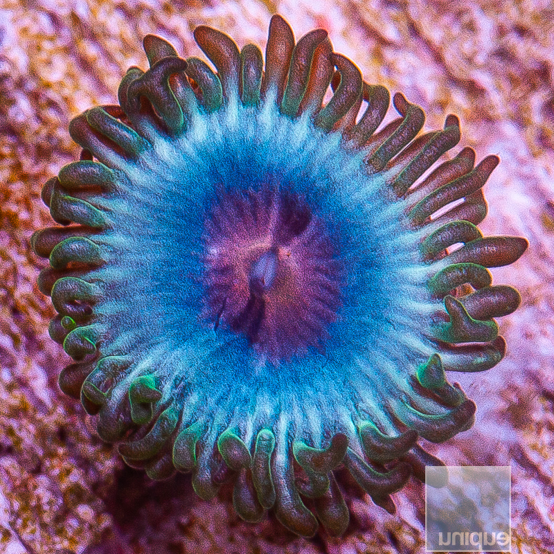 jc-miami vice zoanthid 15 5 (1).jpeg