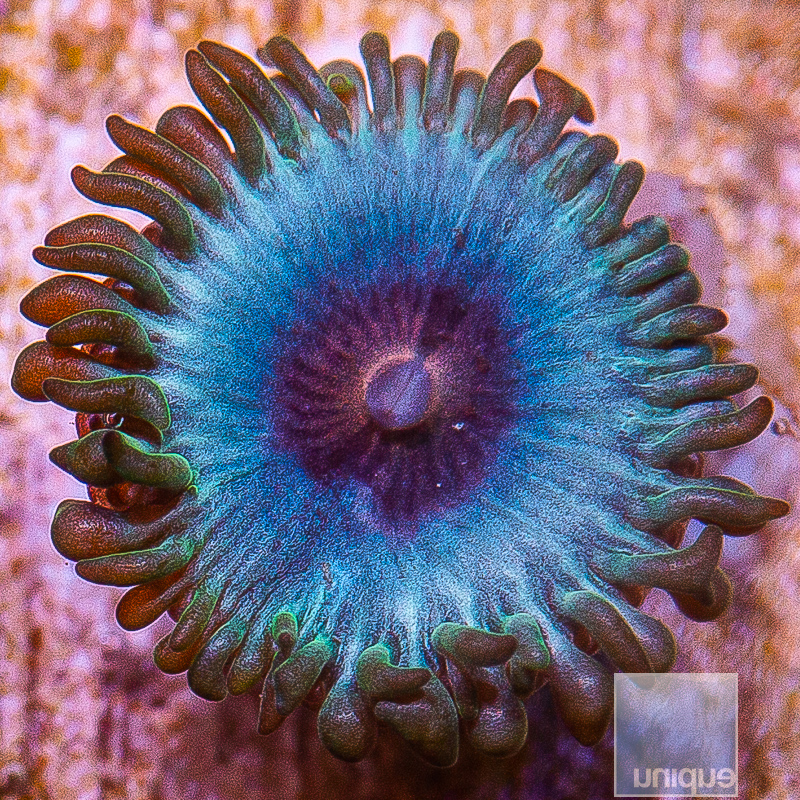 JC-Miami Vice Zoanthid 15 5.JPG