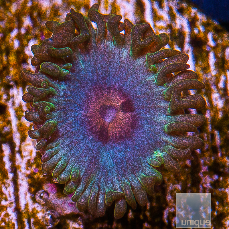 jc-Miami Vice Zoanthid 15 5.JPG