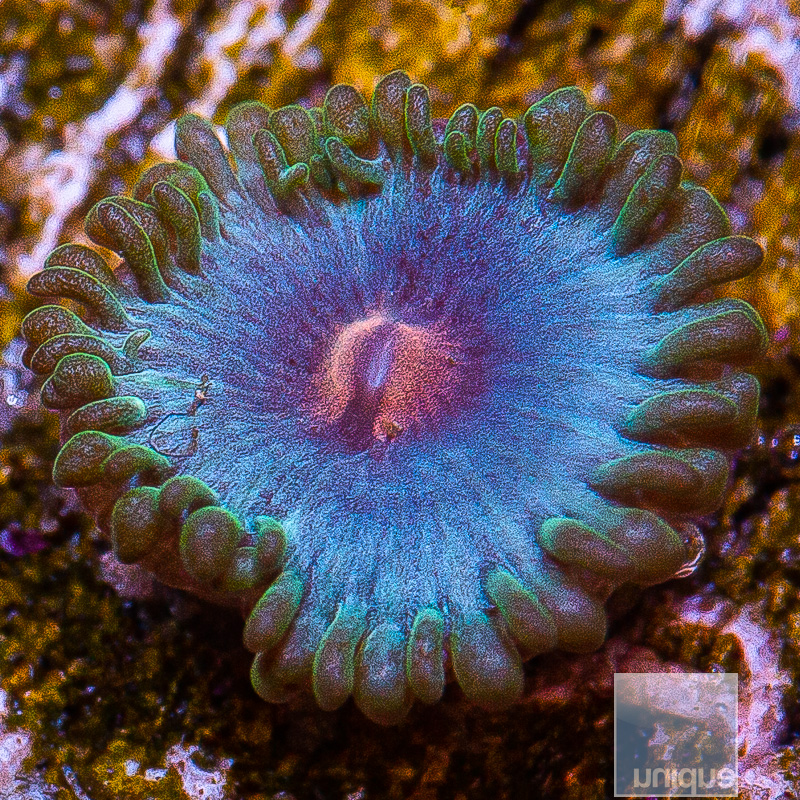 jc-Miami Vice Zoanthid 15 5.JPG