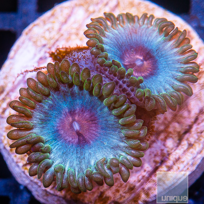 JC-Miami Vice Zoanthid 29 10.JPG