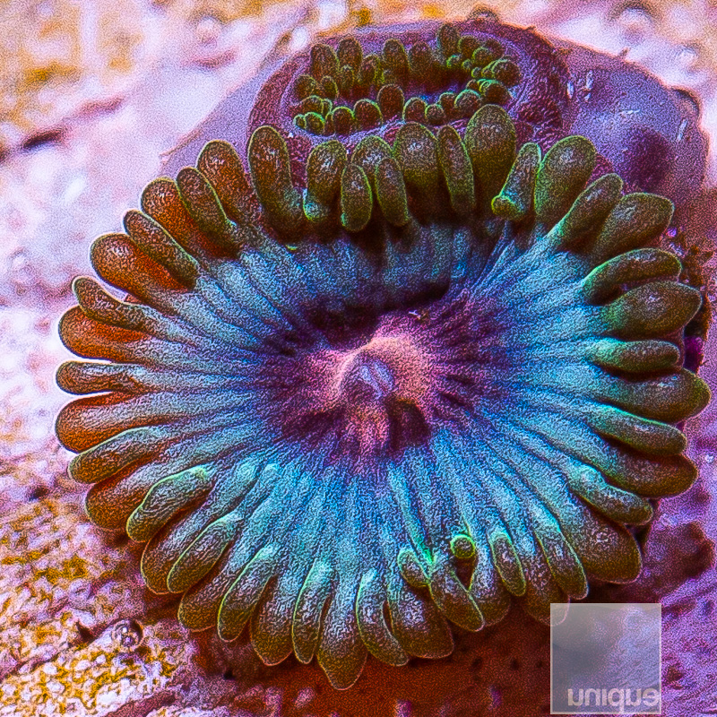 jc-Miami Vice Zoanthid 29 16.JPG