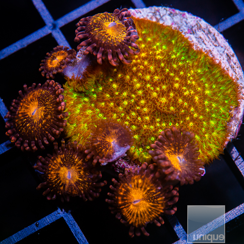 JC-Mixed Frag 39 5.JPG