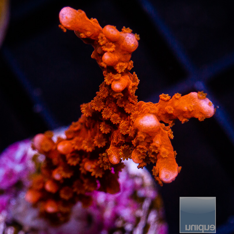 jc-Montipora Hirsuta 79 46.JPG