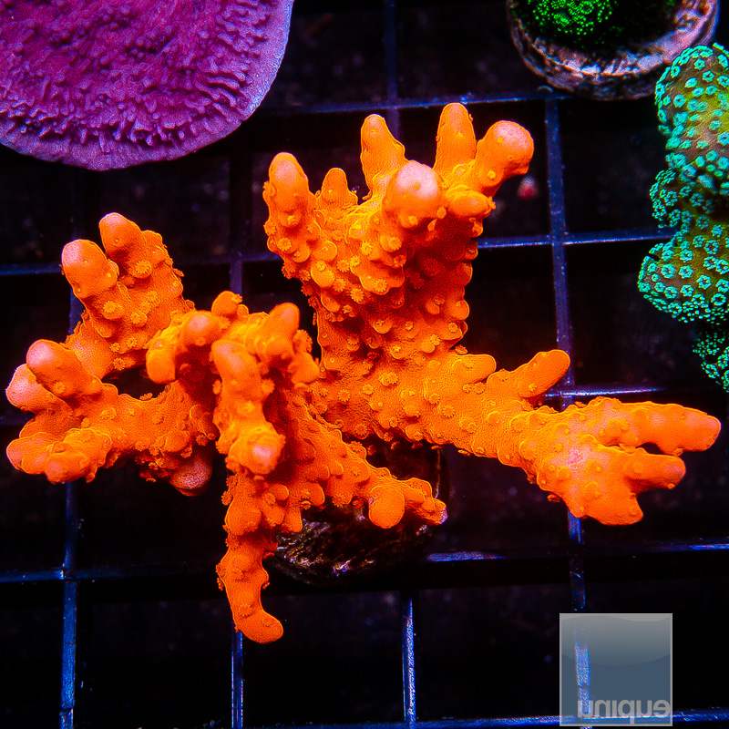 jc-Montipora Setosa Chunk 99 65.JPG