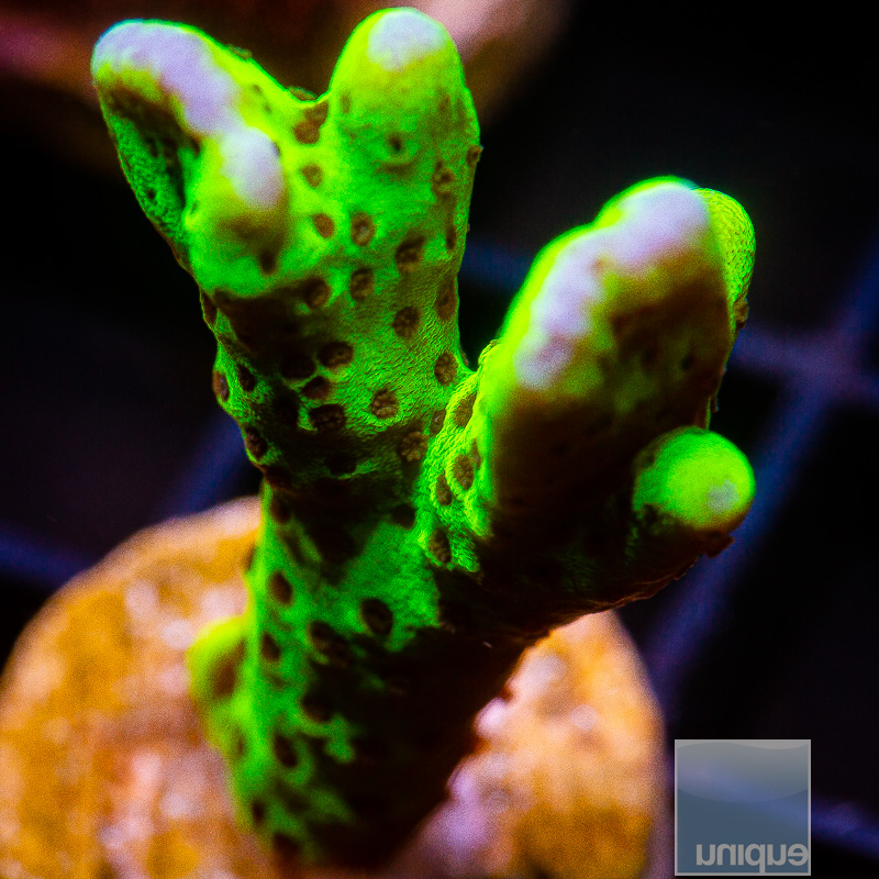 jc-Montipora Spongodes 49 22.JPG