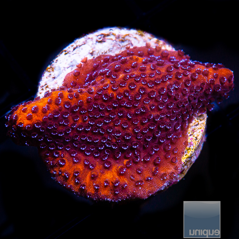 JC-Mystic Montipora 39 26.JPG