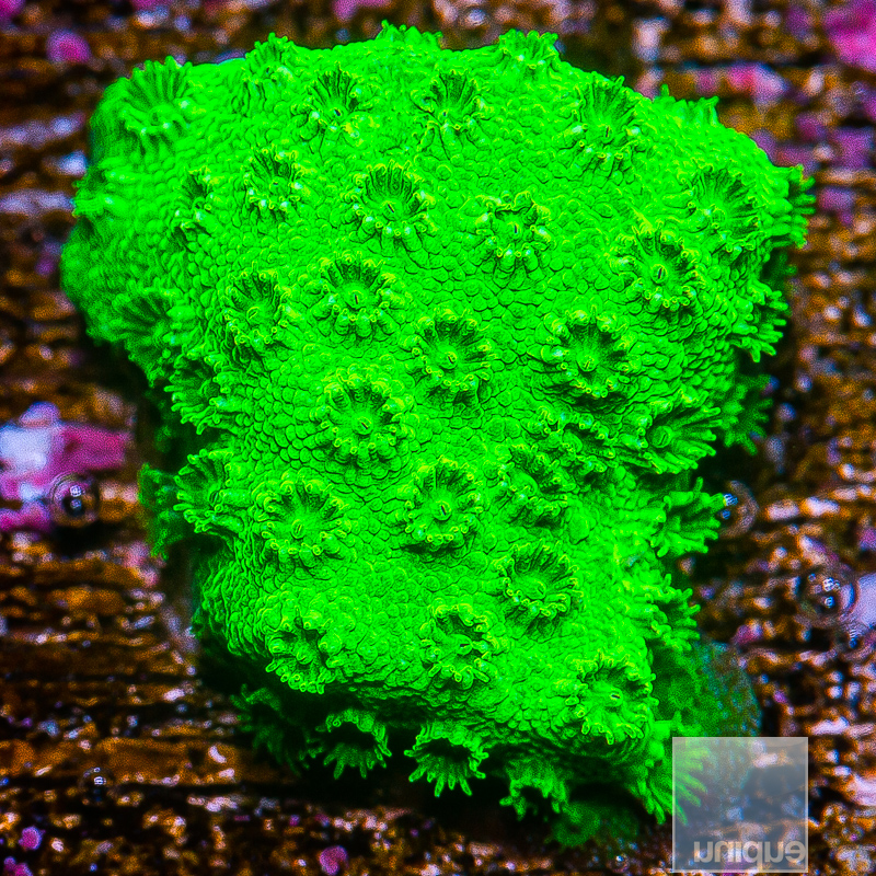 jc-Neon Cyphastrea 32 5.JPG