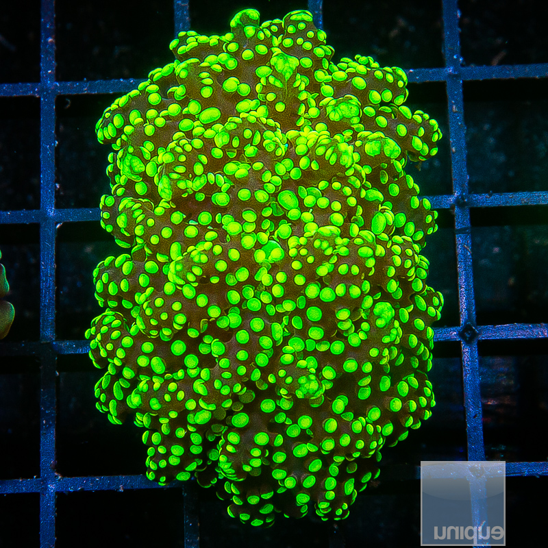 JC-Neon Frogspawn 69 36.JPG