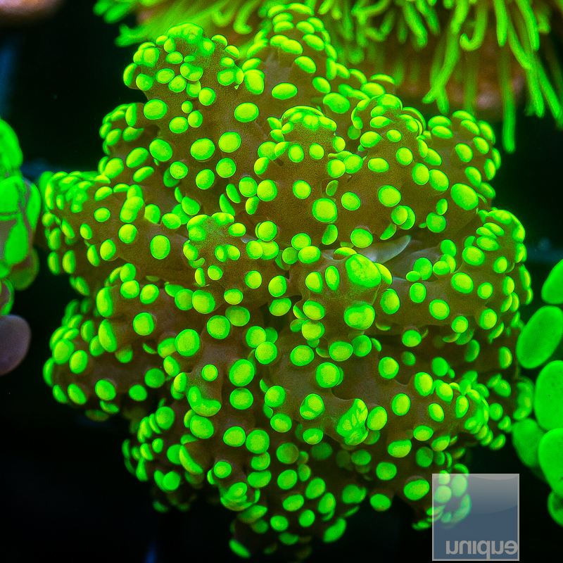 JC-Neon Frogspawn 69 42.JPG