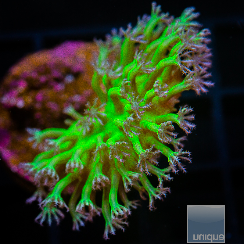 jc--Neon Green Toadstool 79 56.JPG