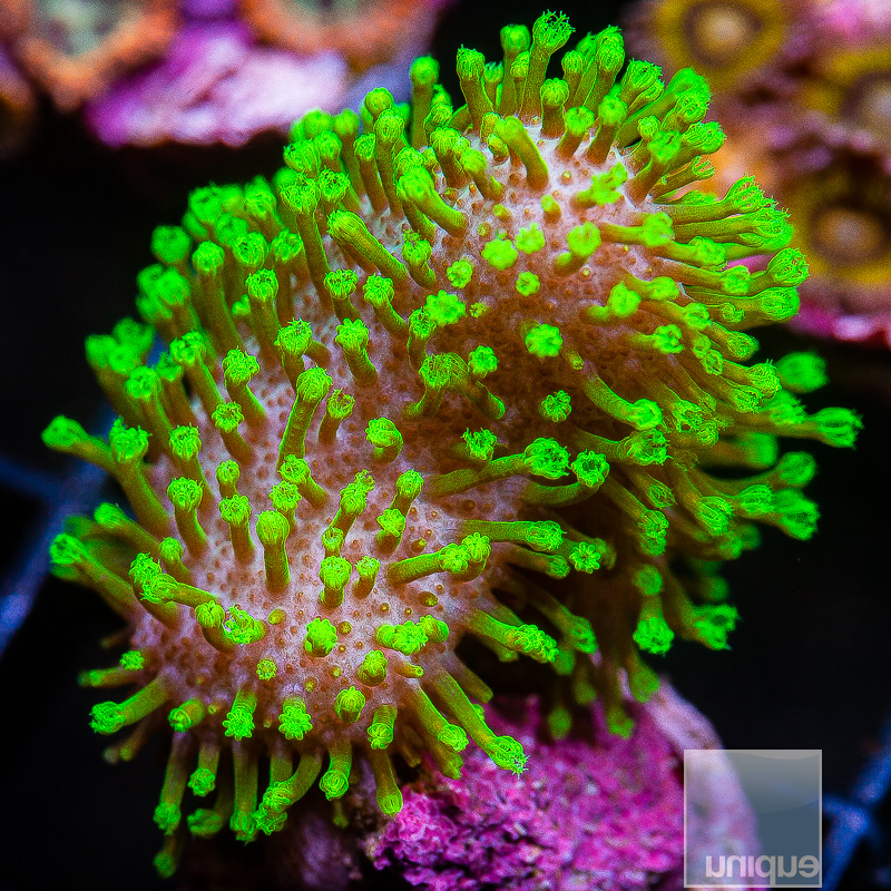 jc-Neon Polyp Toadstool 79 38.JPG