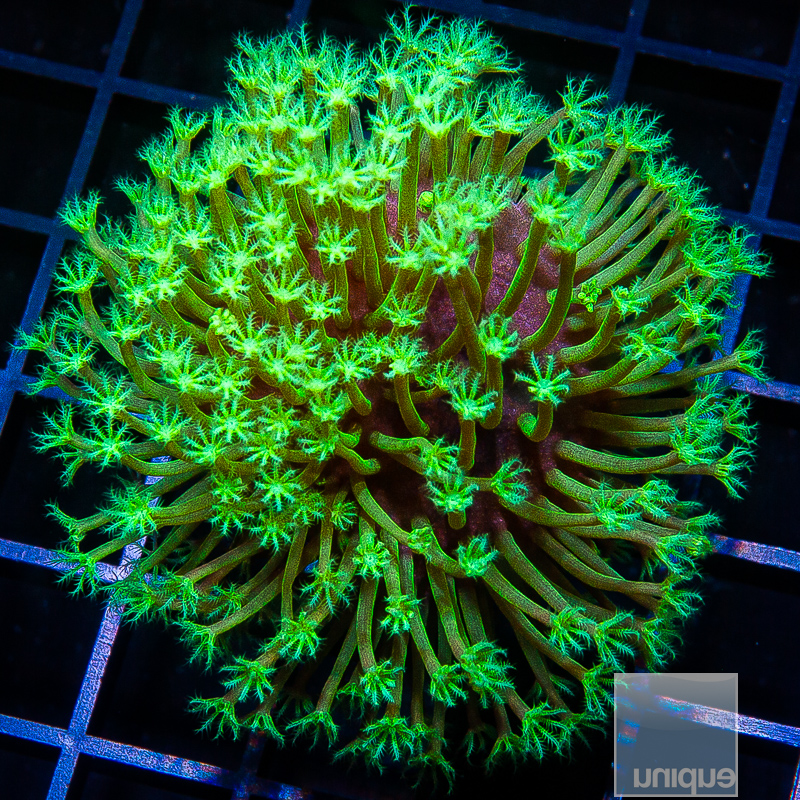 jc-Neon Polyp Toadstool growout 169 96.JPG