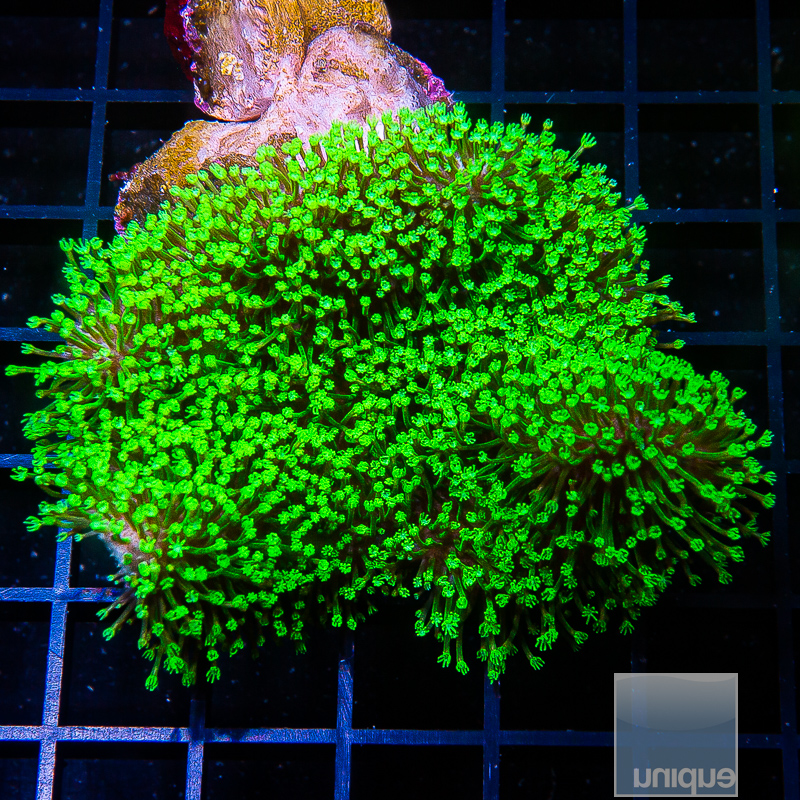 jc-Neon Polyp Toadstool growout 89 56.JPG