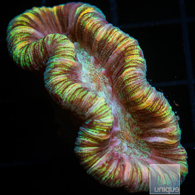 jc-Neon Trachyphyllia 119 80.JPG