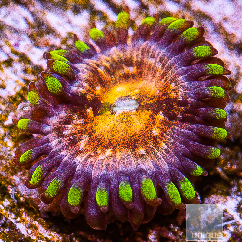 jc-Nirvana Zoanthid 15 5.JPG