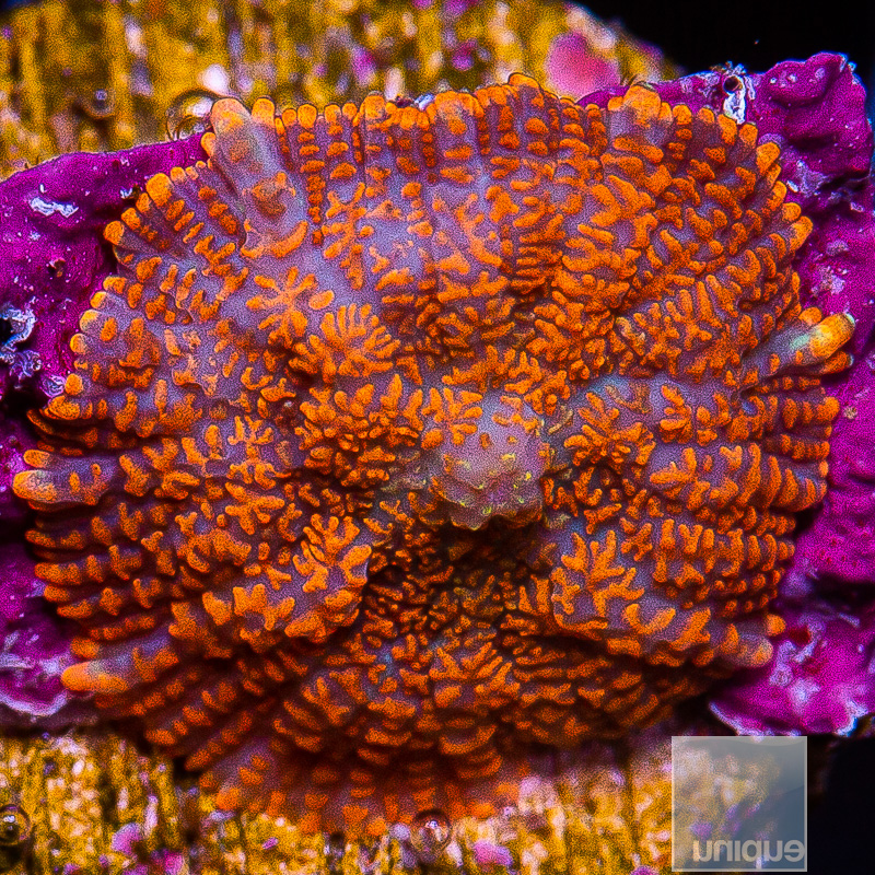 jc-Orange Rhodactis 79 46.JPG