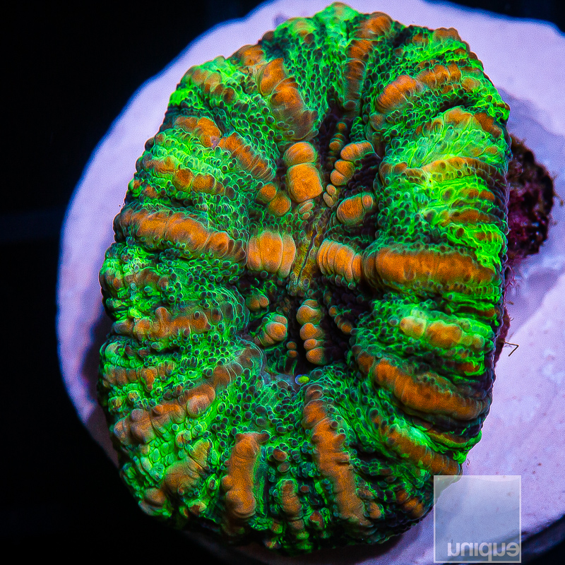 jc-Orange Stripe Trachyphyllia 119 70.JPG