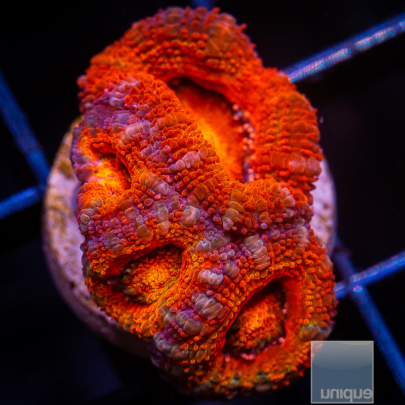 jc-P Acan Lord 159 90.JPG