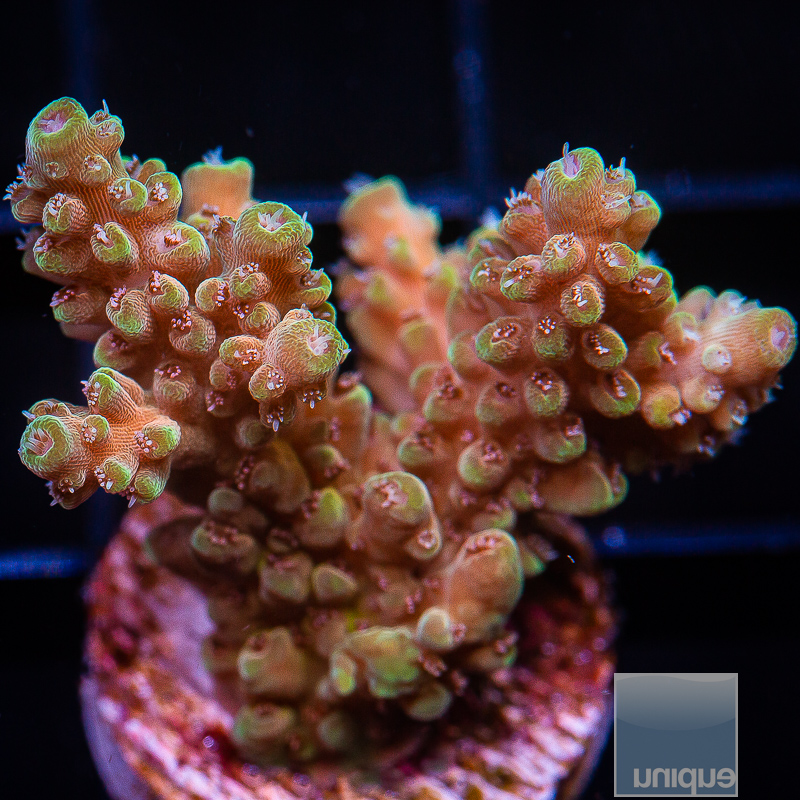 jc-P Acropora 119 75.JPG