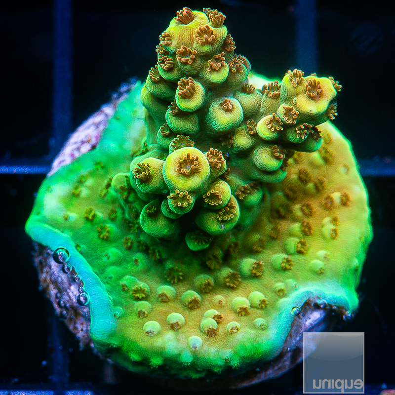 JC-P Acropora 89 46.JPG