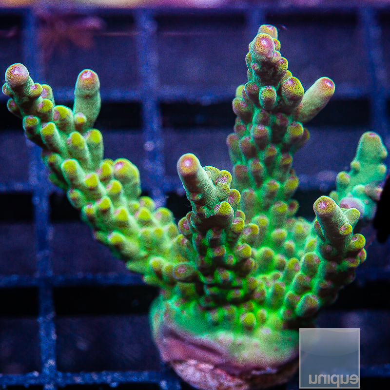 JC-P Acropora 89 50.JPG