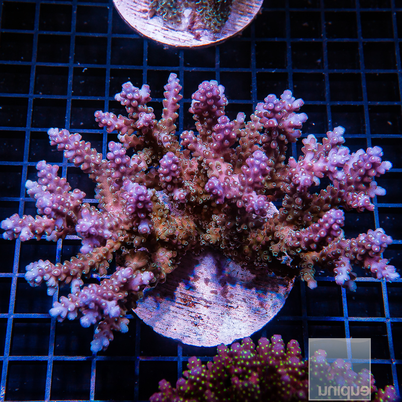 JC-P Acropora Colony 799 550.JPG