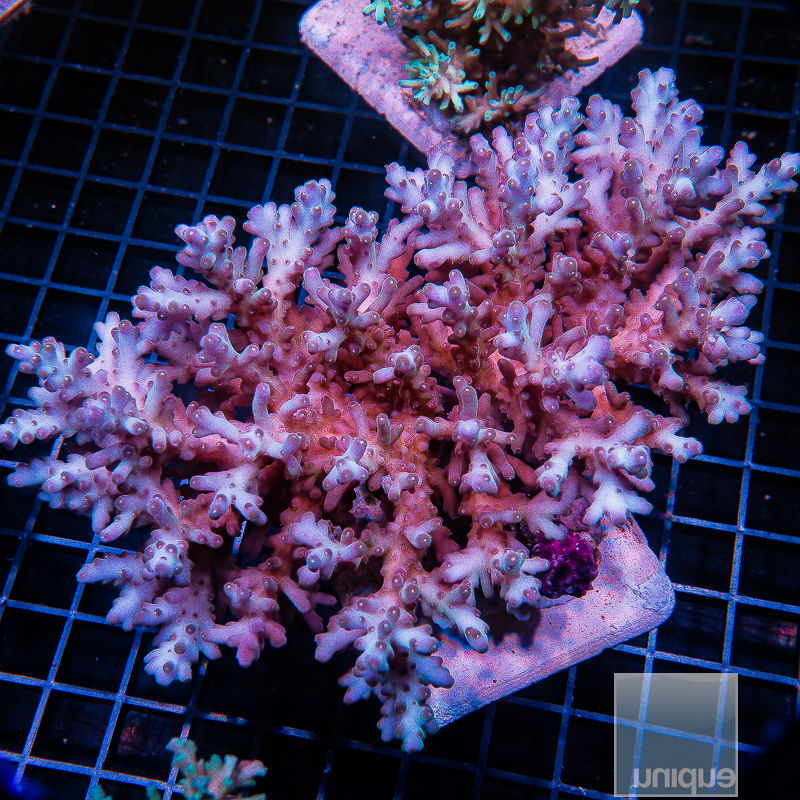 JC-P Deepwater Acropora Colony 799 600.JPG