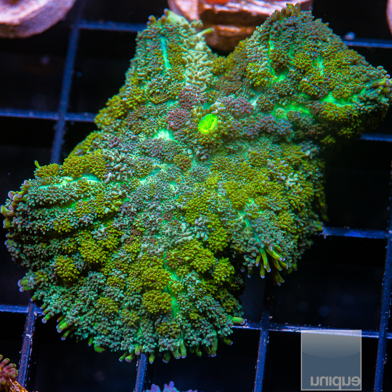 JC-P Green Rhodactis 129 82.JPG