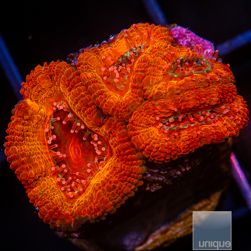 jc-P Inferno Acan Lord 299 120.JPG