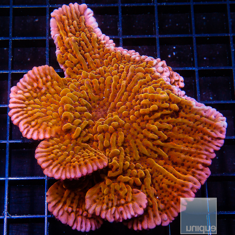 jc-P Montipora Growout 399 220.JPG