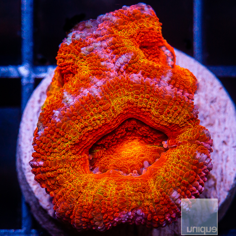 JC-P Orange Acan Lord 149 86.JPG