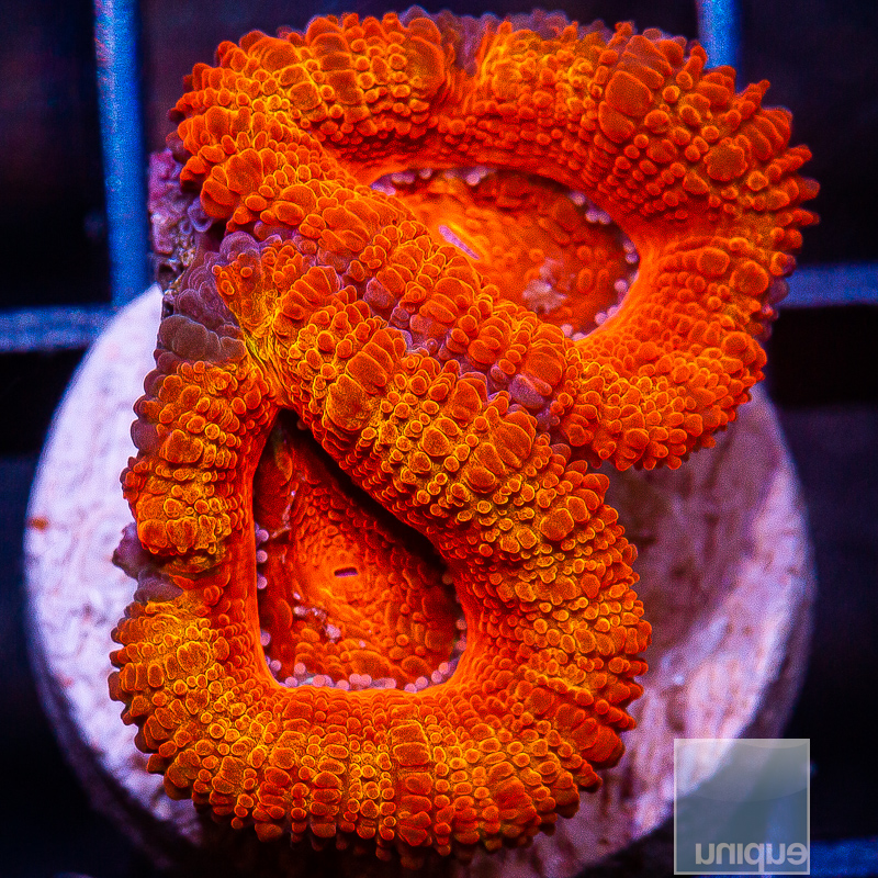 jc-P Orange Acan Lord 159 90.JPG