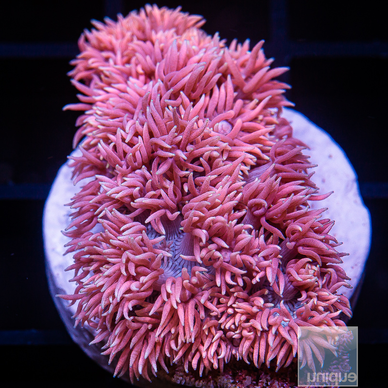 jc-P Pink Goniopora 179 90.JPG