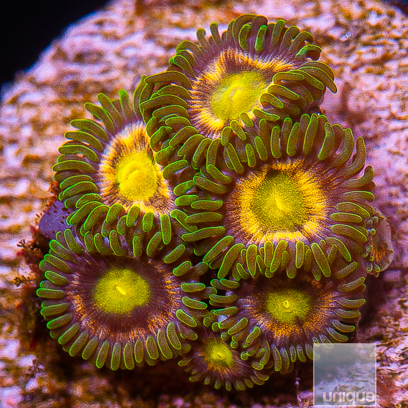 JC-P Zoanthid 69 34.JPG