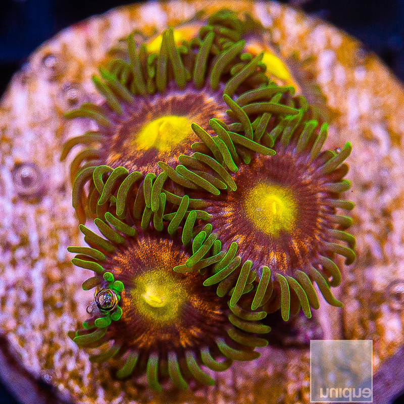 JC-P Zoanthids 59 33.JPG