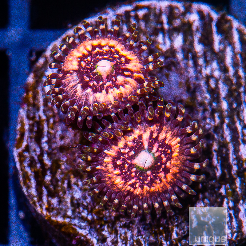 JC-Pink Zipper Zoanthid 29 10.JPG