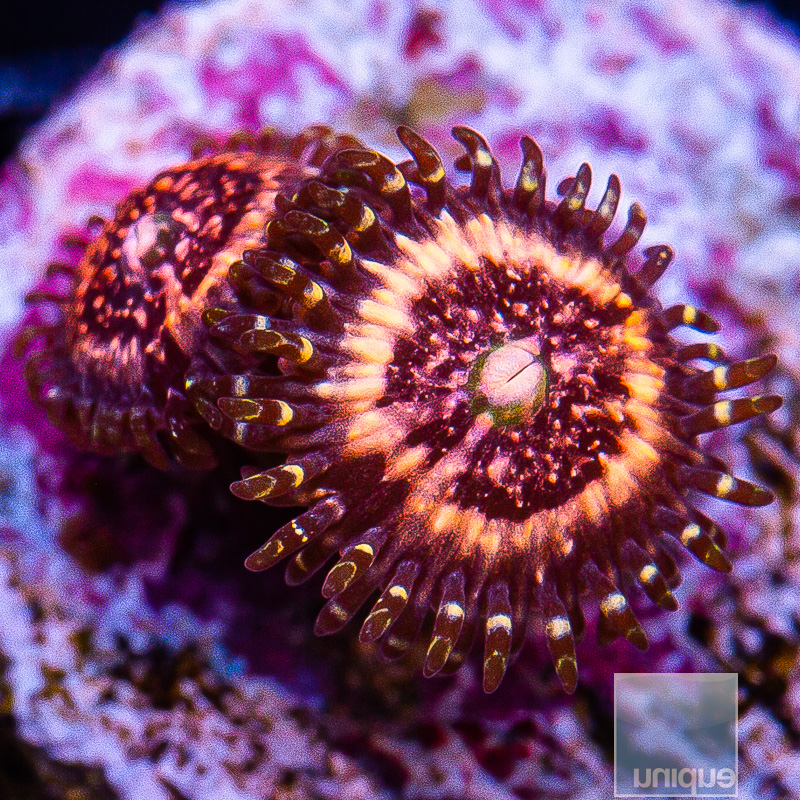 jc-Pink Zipper Zoanthid 29 10.JPG