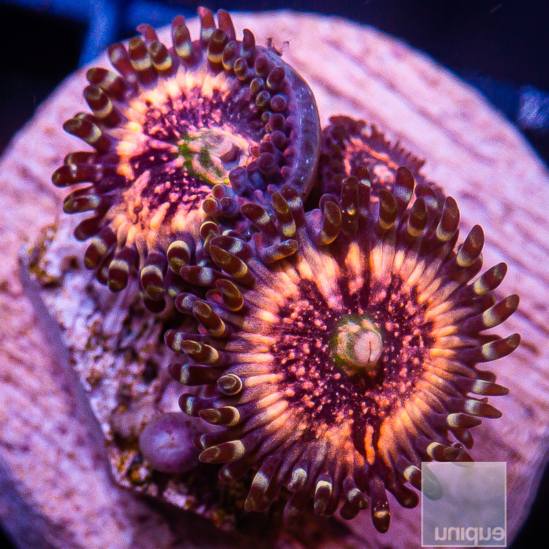 JC-Pink Zipper Zoanthid 34 14.JPG